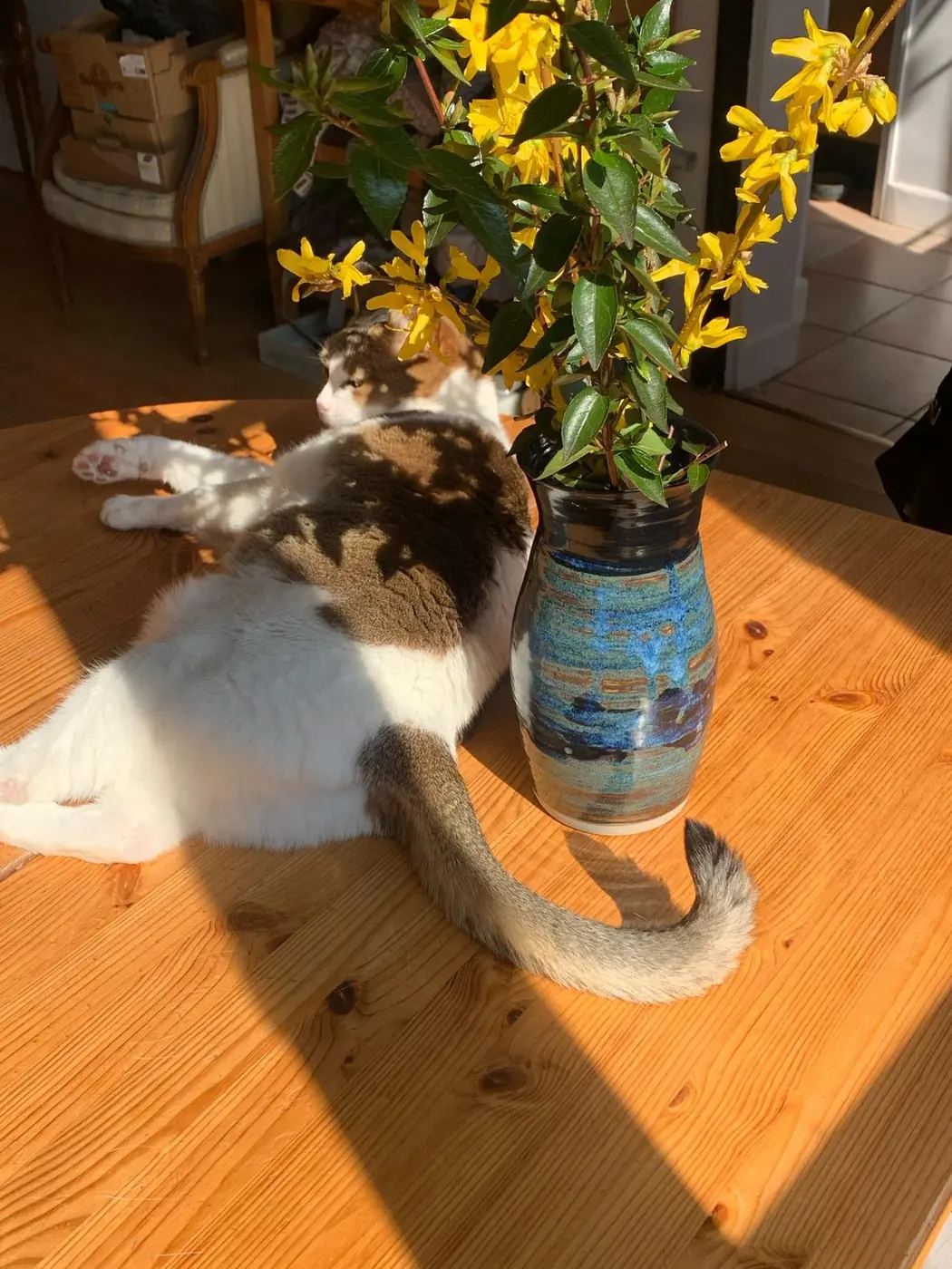 Vase bleu garni de forsythia, un chat allongé au soleil à côté